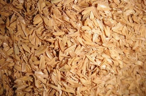  农村|农村没人要的稻壳是养花神器，抓一把撒盆里，花开爆成大花球