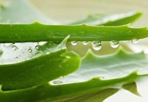 芦荟|家里万万要养这几种植物,对家人身体越来越好