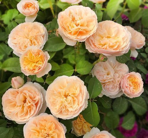 层叠群花|4种月季,耐晒又勤花,40℃照样开出层叠群花,花持久惹人爱