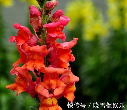 家养|从9月9日开始，家养此款花卉，艳丽夺目，有阳光就爆盆