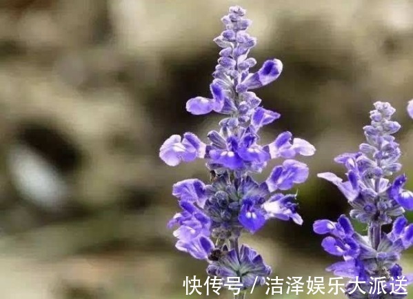 萃取精油|“它”开花比薰衣草还美，“便宜”好养活，群植效果看了都想养