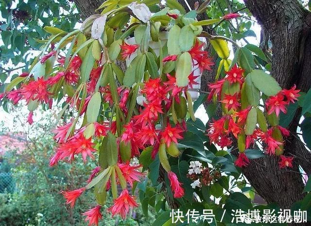 养了10年的蟹爪兰,发现是“假蟹爪兰”,却比真的还好看!