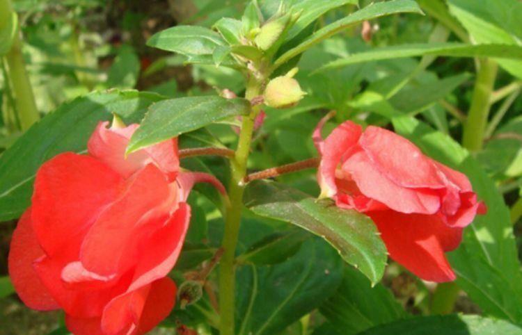 劳模|4种花是花中劳模,一年四季开花不断,美的不像话