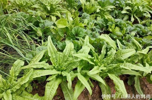 莴苣属|含钙量超过牛奶,叶子香脆可口,嫩茎腌制美味,人称“千金菜”