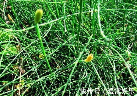 节草|农村这种“野草”随处可见,100斤竟能卖到2000块!