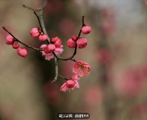 中年|帮帮团·分享｜山茶花开，静待春来