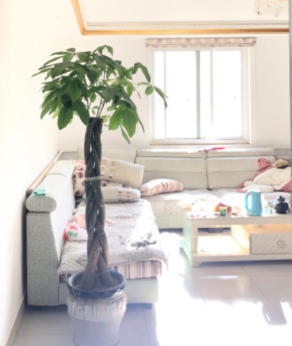 最耐旱的绿植,越不浇水越长得好,一浇水就烂根!