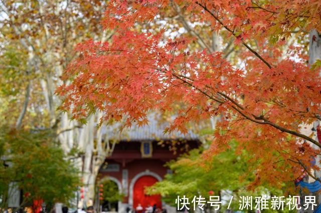 栖霞山|江南第一赏枫胜地，乾隆曾在此流连忘返，网友不输日本京都枫叶