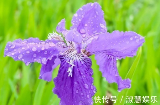 喜欢养花,不如养盆葡萄园之歌,一年四季开花不停,花朵烂漫,美