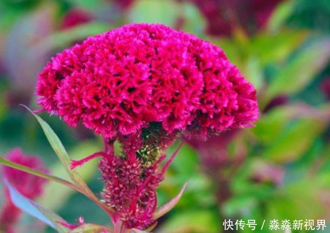 好运|寓意红红火火,好运不断的3种花,喜欢的赶紧养一盆