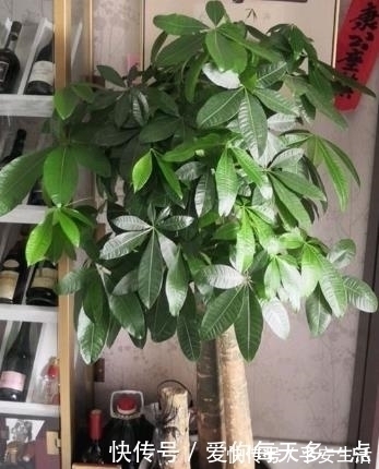 高花盆养花易“烂根”一个破纱网，一个泡沫箱，根系直接长满盆