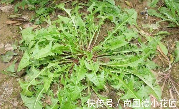 葡萄干|蒲公英和它一起泡水,能够去除肝火、保护肝脏,快试一试吧!