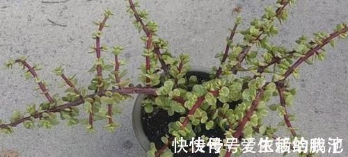 马齿苋|聪明人养花就养3种,可镇宅招财、有益健康,养护也省心