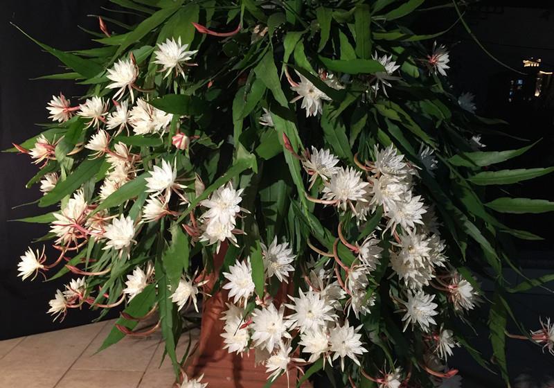  室内盆栽“新宠”—小叶昙花，每年开花好几次，一卉能熏一室香