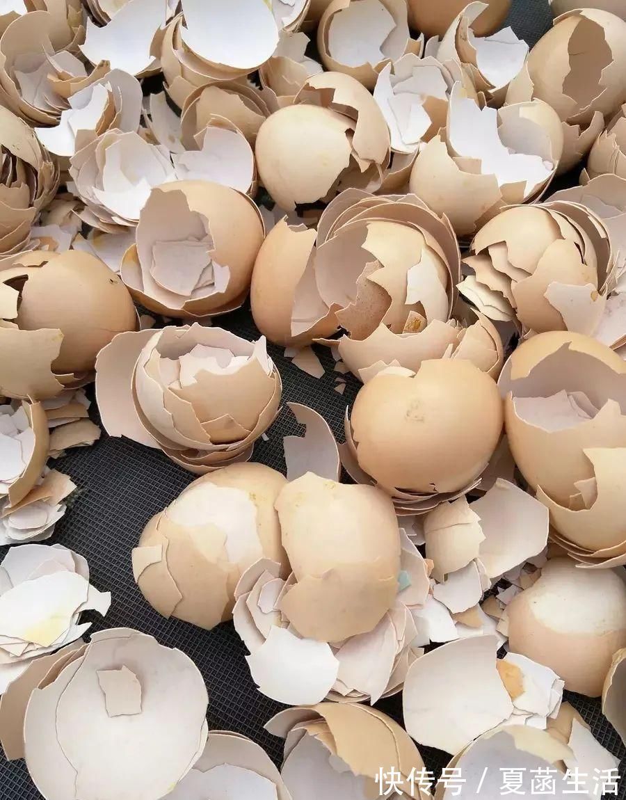 土壤肥力|家里的鸡蛋壳不要扔，拿来养花妙用多，现在知道还不晚！