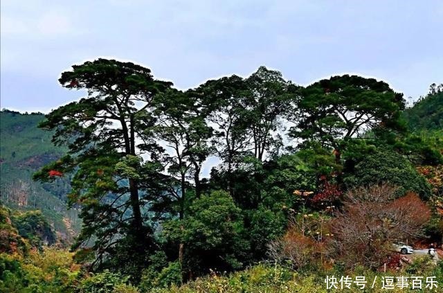 革命|梧桐识嘉树 蕙草留芳根，永泰梧桐镇红色文化小记！