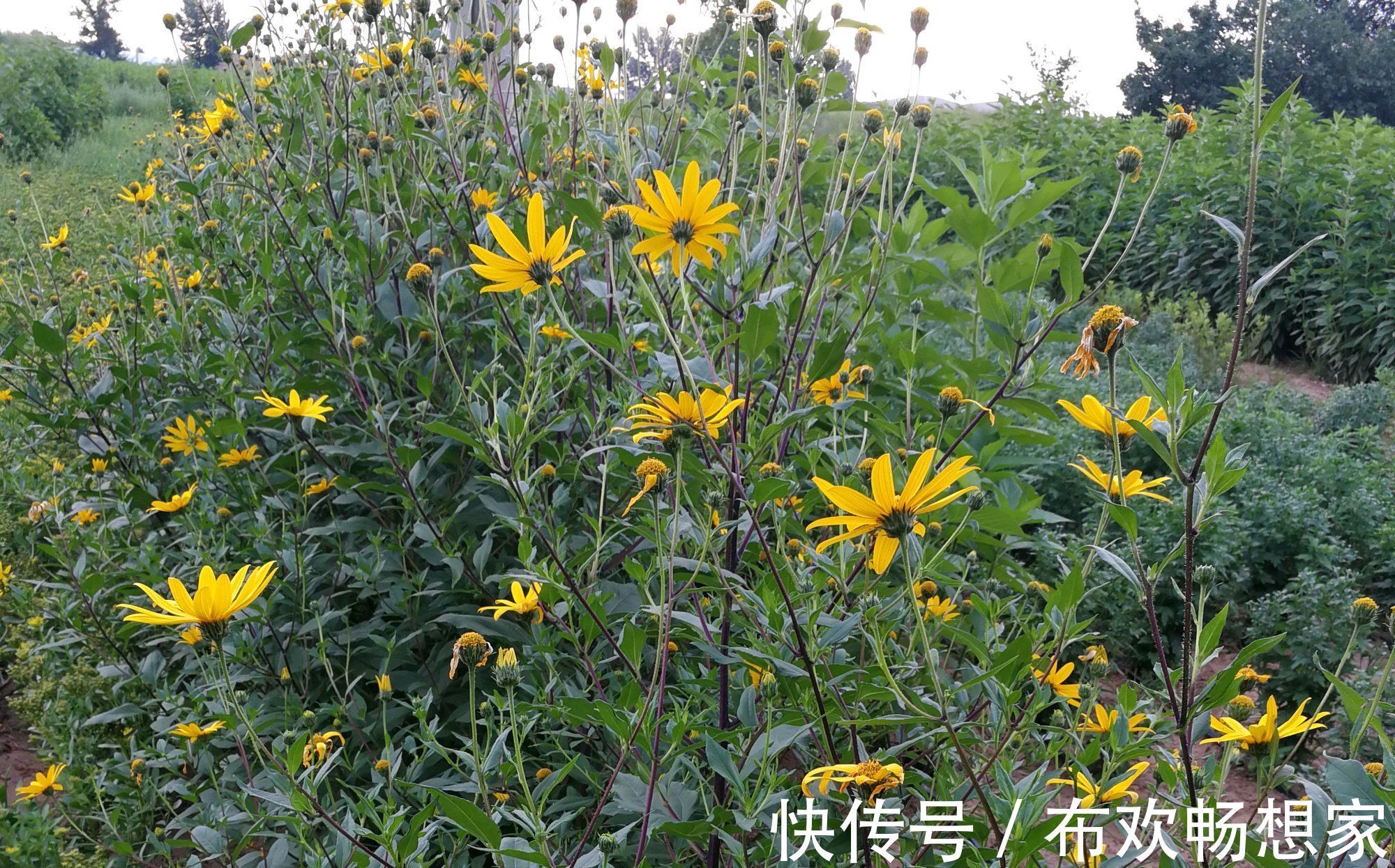 奇葩的入侵植物没人厌,开花是菊收获是姜,比姜不辣好吃百倍