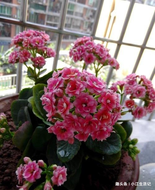 养长寿花,喝点这种“促花水”,肥效足促开花,轻轻松松养爆盆