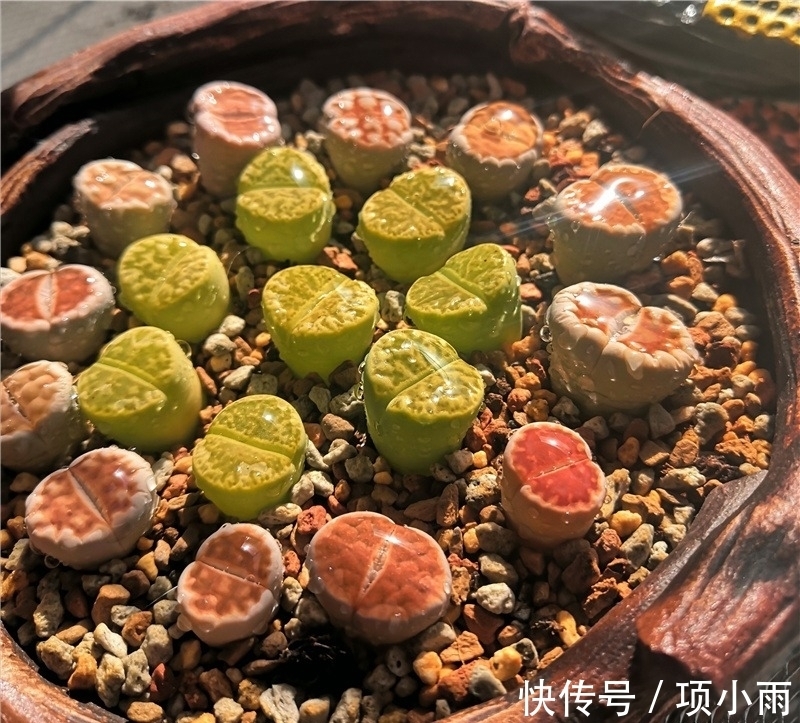 天下养肉人都一样贪