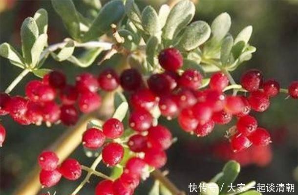 花生|长寿还是短命，全凭一张“嘴”中年人想长寿，4种食物要多吃