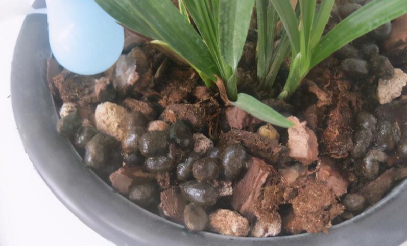 发酵羊粪,用来养花该注意什么?