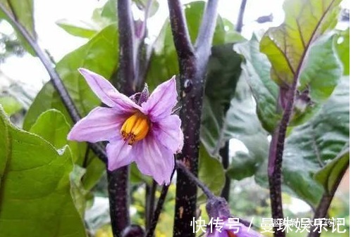 服用|一颗小茄子,养生大功效!茄子的13个顶级妙用,13种疾病皆可治!