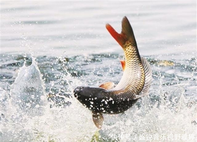 钓鱼也有顺口溜,熟记心头上鱼不用愁