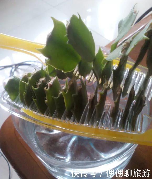 蟹爪兰叶子|蟹爪兰插在梳子上,一次50片,大白根呼呼冒,爆盆太过瘾