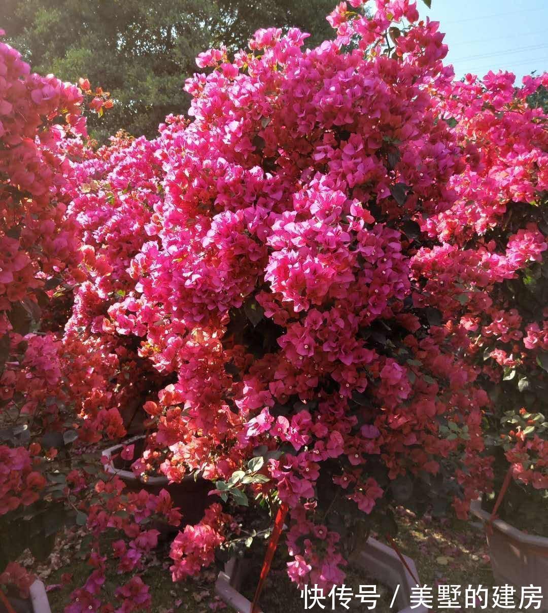 秋天养花,10月浇点“大补肥”,来年爆满大花芽