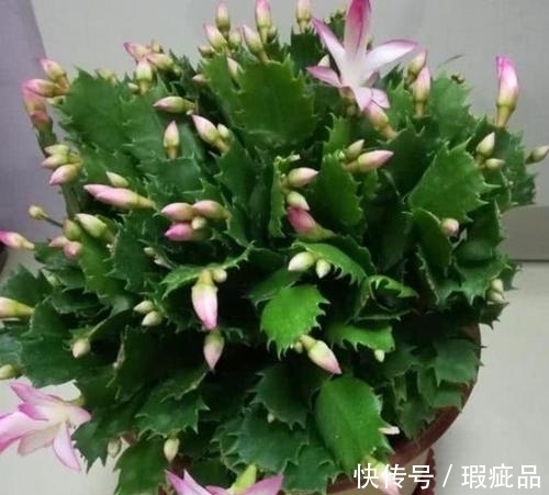 蟹爪兰|蟹爪兰长花苞了要怎么养?必备三点养护方法,开花不断