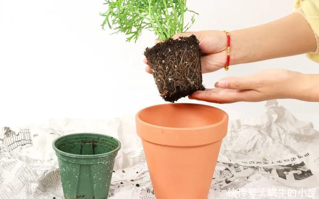 玛格丽特特容易爆盆,开花多得看不见叶,能开9个月