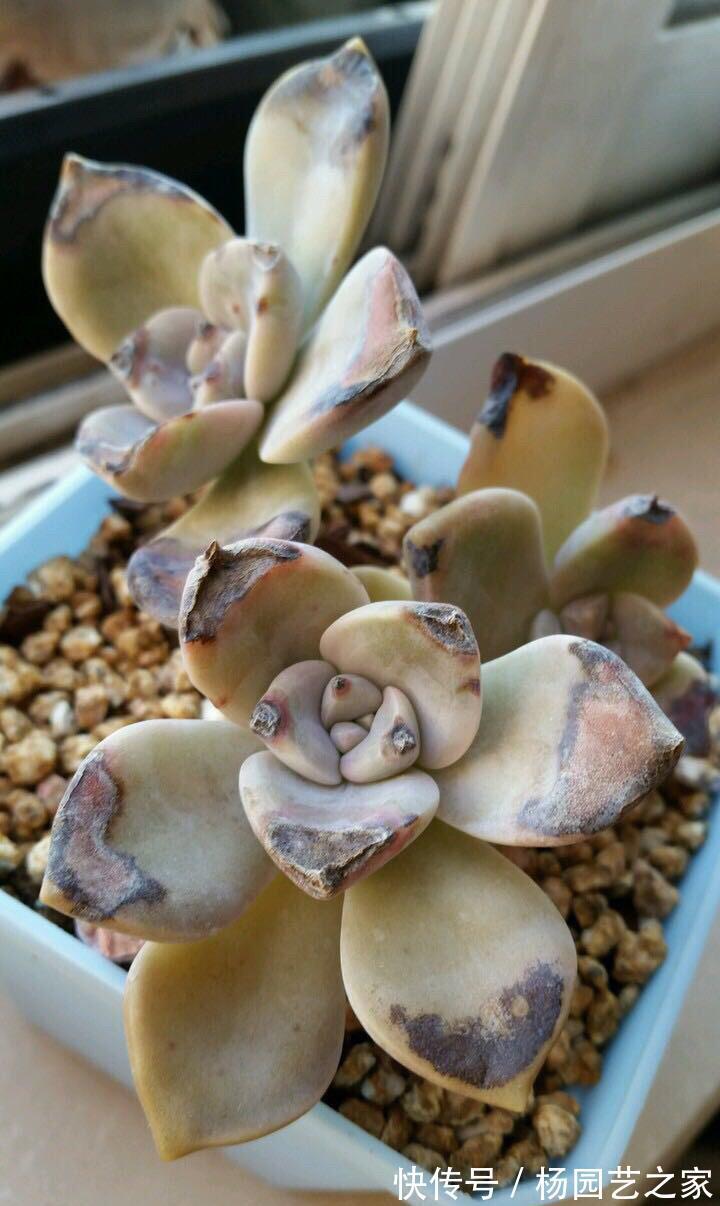 多肉晒太阳不是你想晒就晒的,你看看这些多肉就知道了