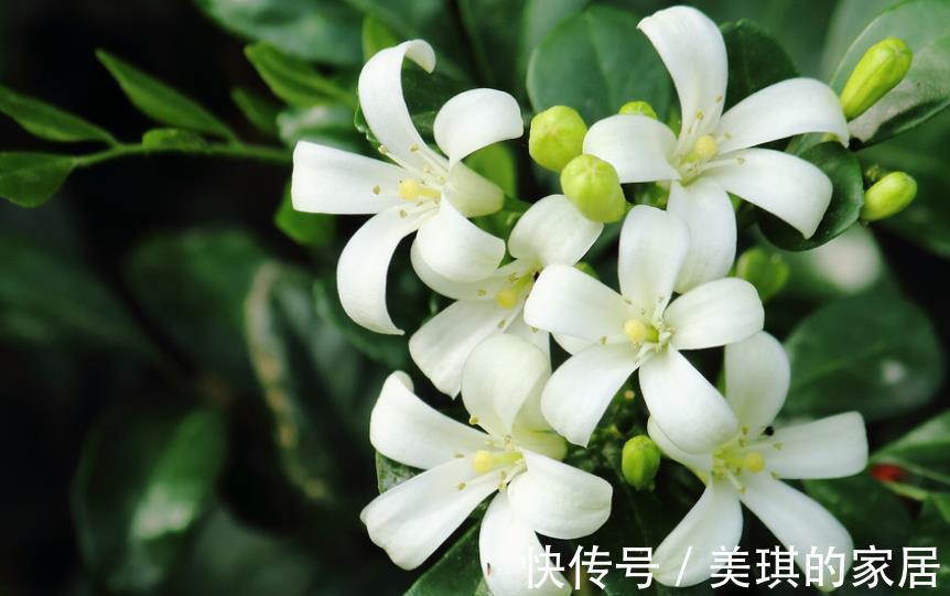 浇水|家里种上1种“香水花”，清香四溢空气更清新，一开就是小半年