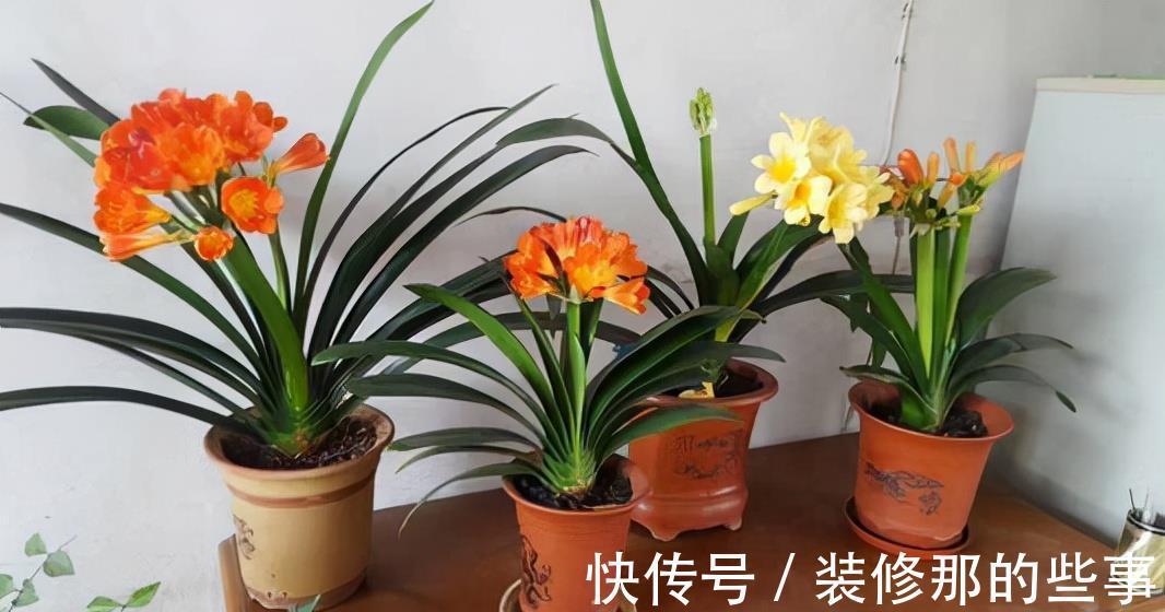 吉祥|适合家里养的“健康花”,干净健康,还吉祥,格调高雅有品味