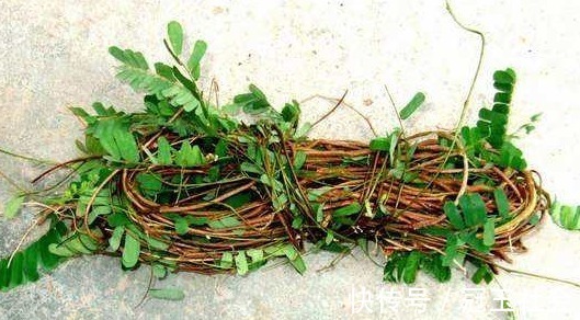 叶子|农村一种清香树叶,嚼2片就能去口臭,夏天叶子泡水“清热解暑”