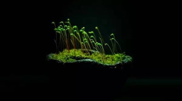 山野草，也高雅！