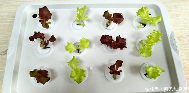 轻松|阳台种菜箱,轻松种菜不是梦!