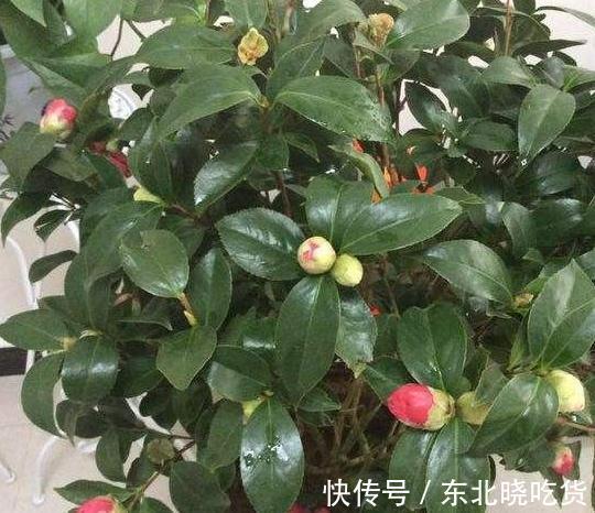 入冬后，家里的文竹，茶花总掉叶，学会这些小方法，让叶子更油绿