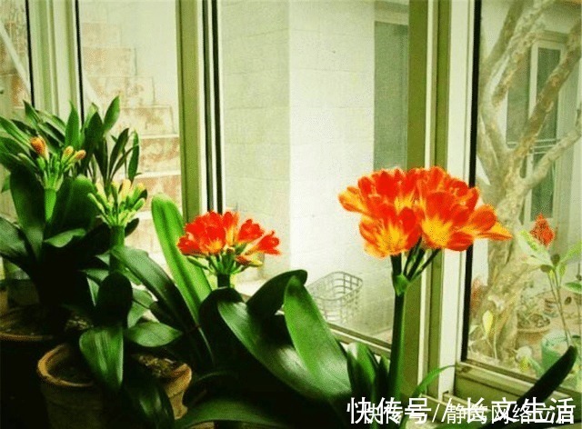 柳树皮|老大爷养君子兰，用上3种“黑炭块”，齐刷刷冒白根，年年开花旺