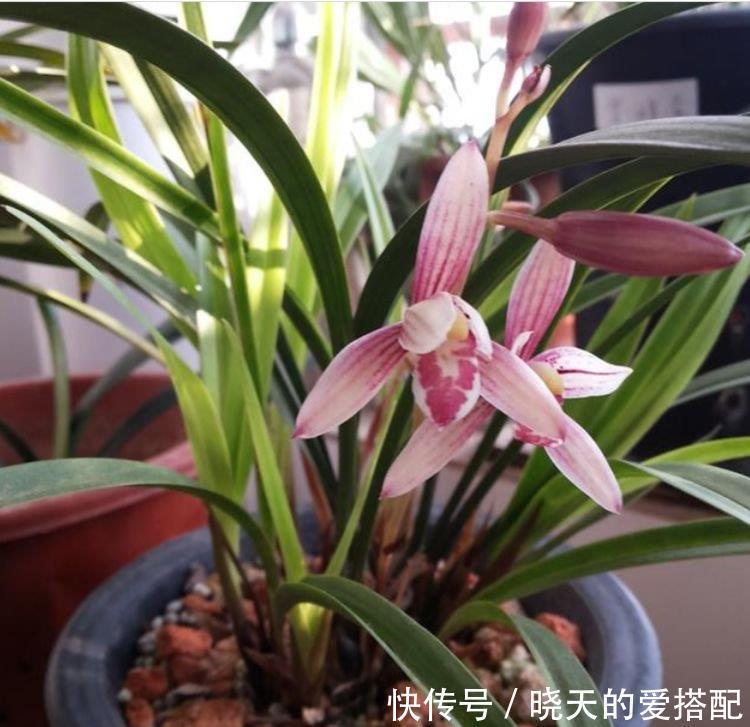 家里阳台必养此款花卉,耐寒易打理,有着非常别致的韵味