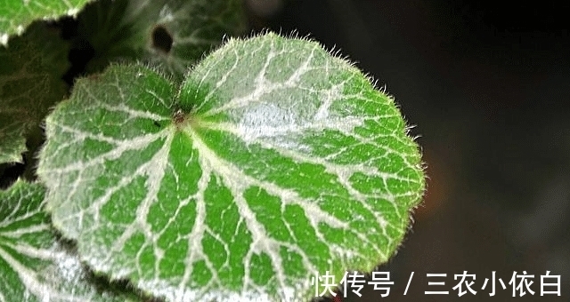 金丝荷叶|这植物，叶子形似老虎的耳朵，价值很珍贵，见到请保护