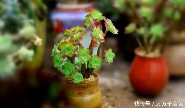 多肉饿着养,个个土肥圆,越矮越小越值钱