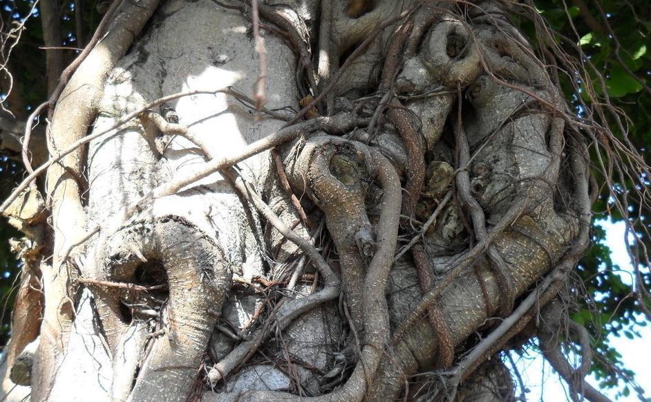 以六月雪为图例,简单为大家介绍附石小盆景的制作