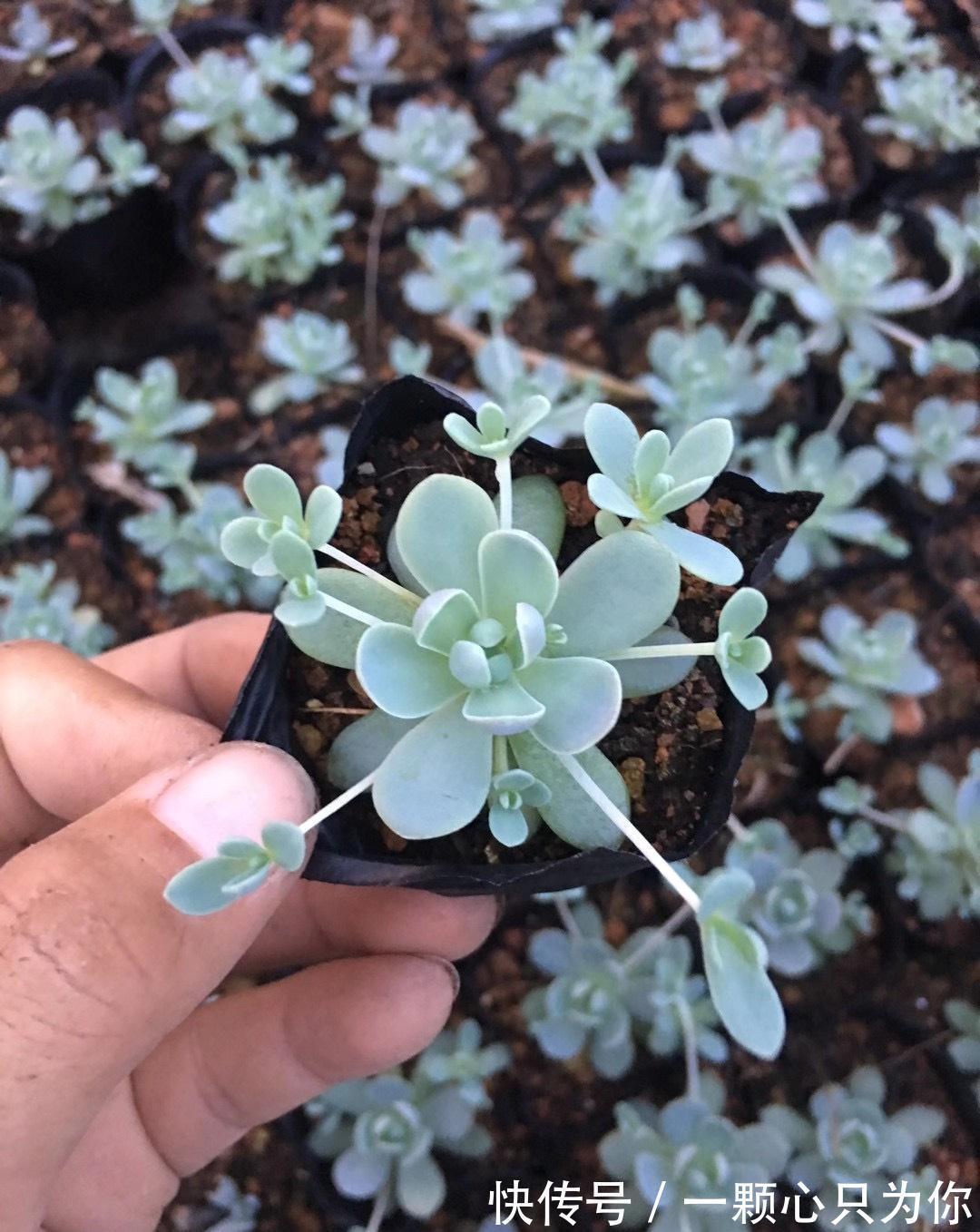 6种多肉不怕冻，越冷越好看，冻成“美肉”，冬天不养真亏