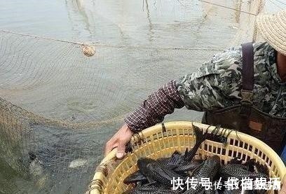 钓鱼人|他野钓钓到六斤鲫鱼王,一看竟是“太监鲫鱼”这究竟是谁的功劳
