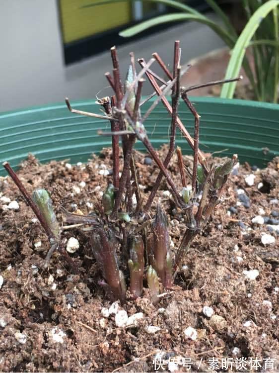 施肥|她养铁线莲,每年早做三件事,从不为开花发愁,今年我要向她学习