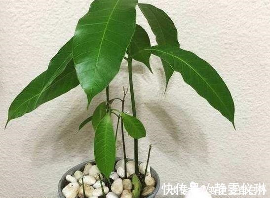 女儿|女儿吃完“它”丢进空花盆,半年后绿油油地长满盆,比盆景还好看!