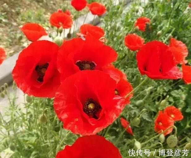 灵璧,开满虞美人花的绝美古城