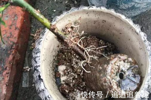 还在养吊兰3种花剪根枝，插土里就能活，半年成花墙，太惊艳了