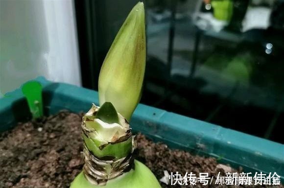花肥|一种很容易养的花,养了2个月就开花,花朵比汤碗还大,美翻了!